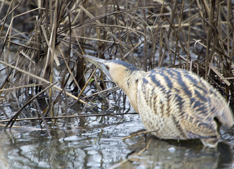 Eurasian Bittern