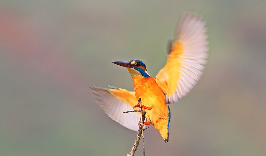 Common Kingfisher