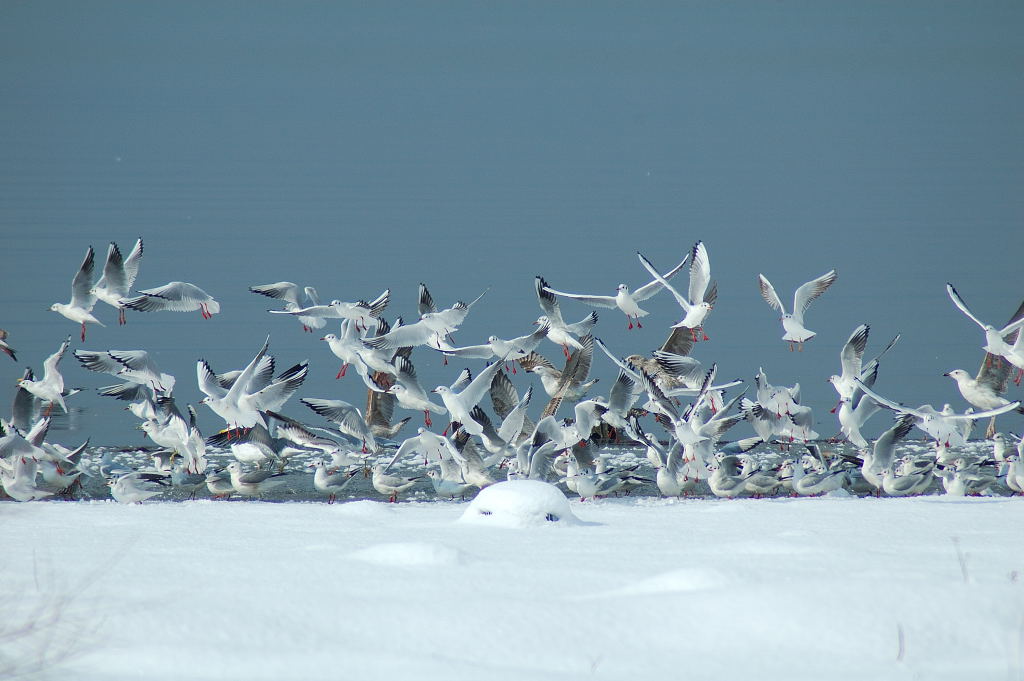 Black-headed Gull