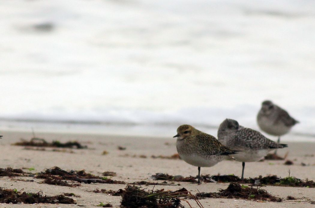 European Golden Plover