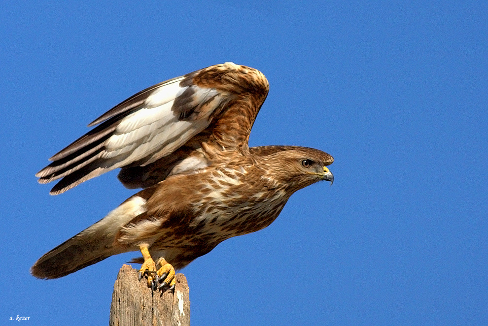 Common Buzzard