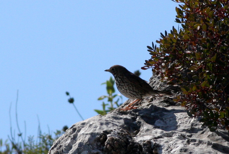Song Thrush