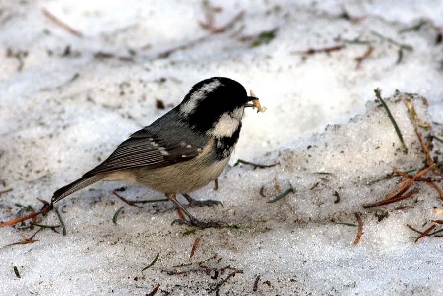 Coal Tit