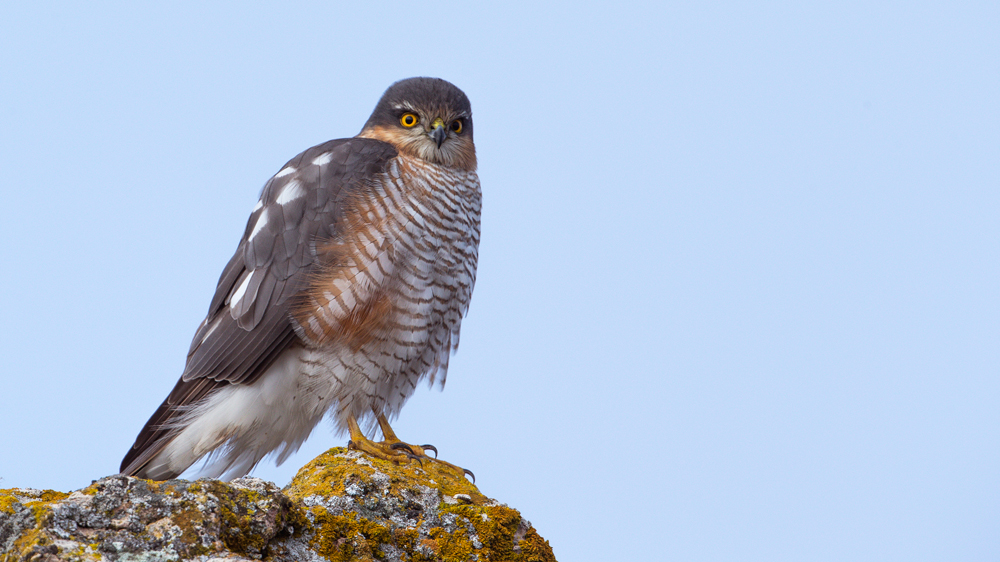 Eurasian Sparrowhawk