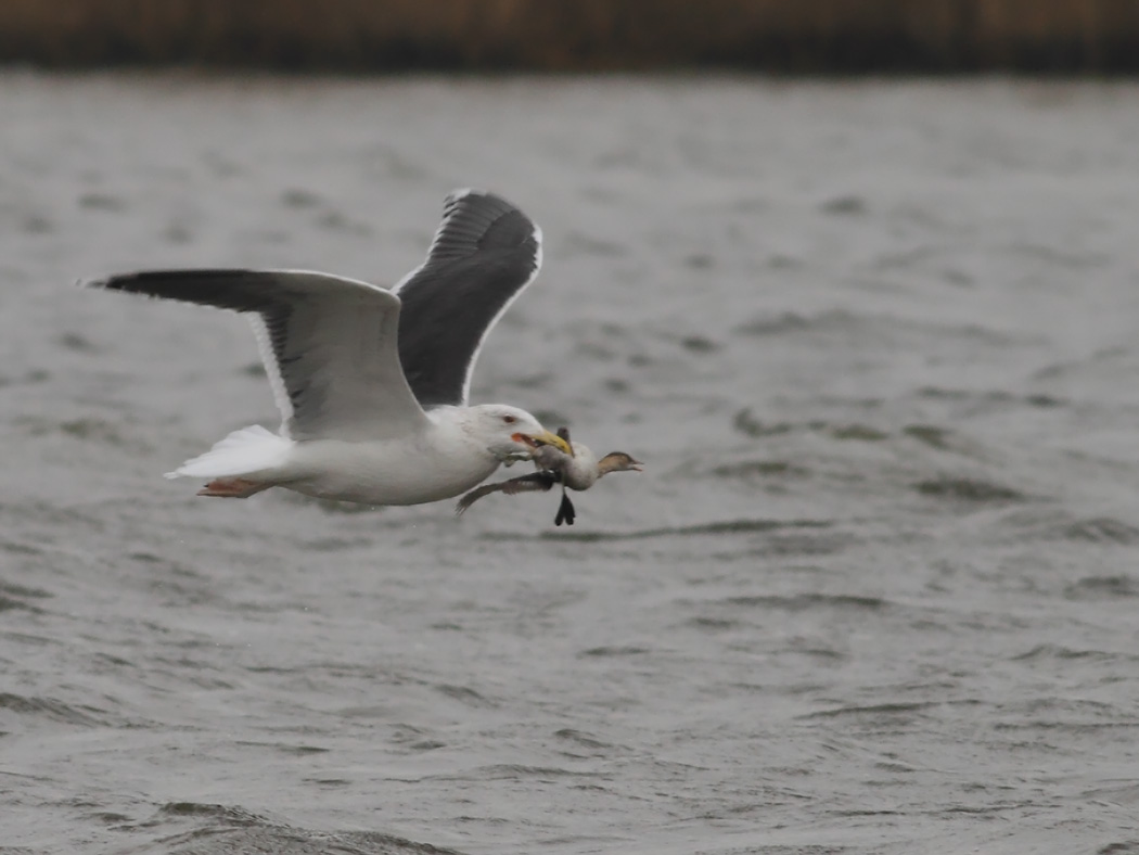 Great Black-backed Gull