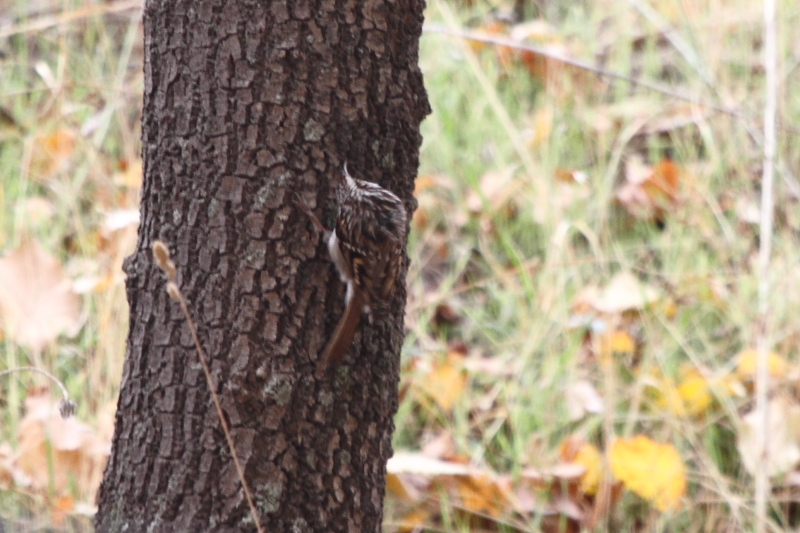 Short-toed Treecreeper