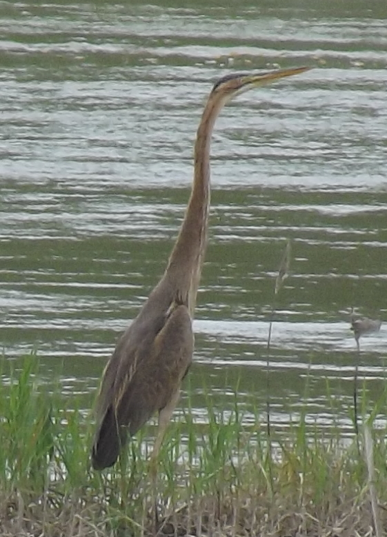 Purple Heron