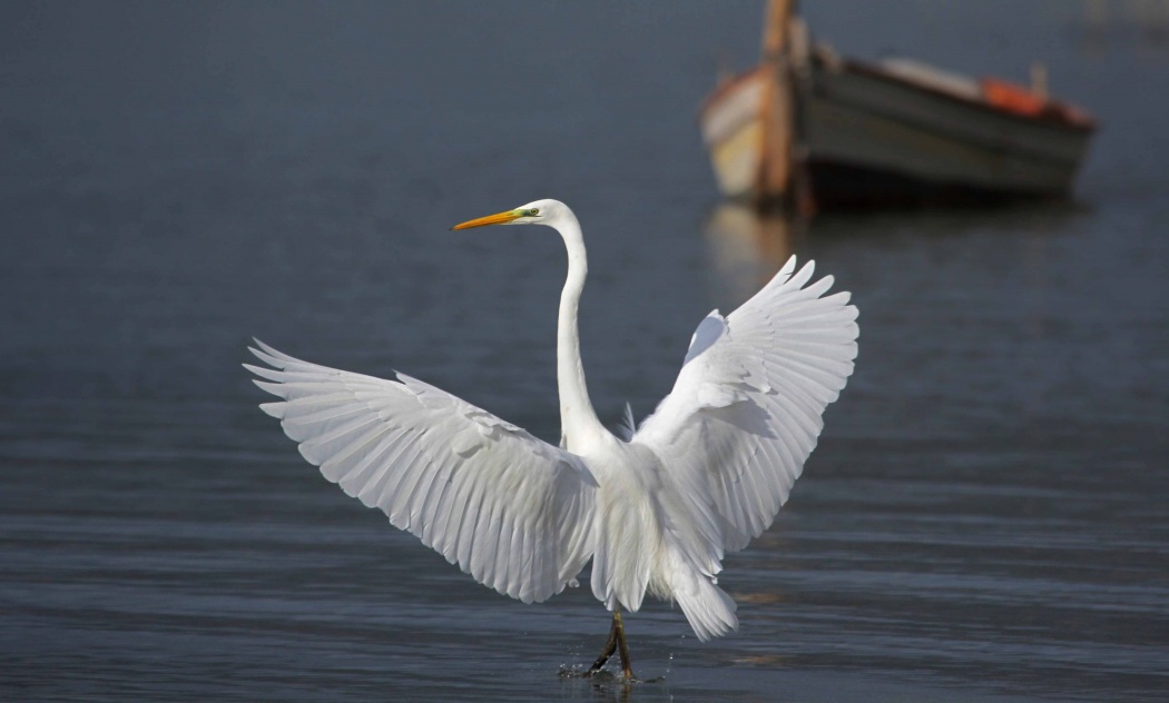 Great Egret