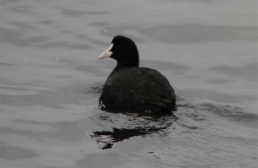 Eurasian Coot