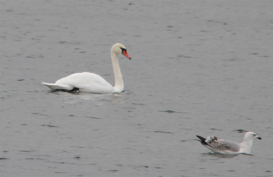 Mute Swan