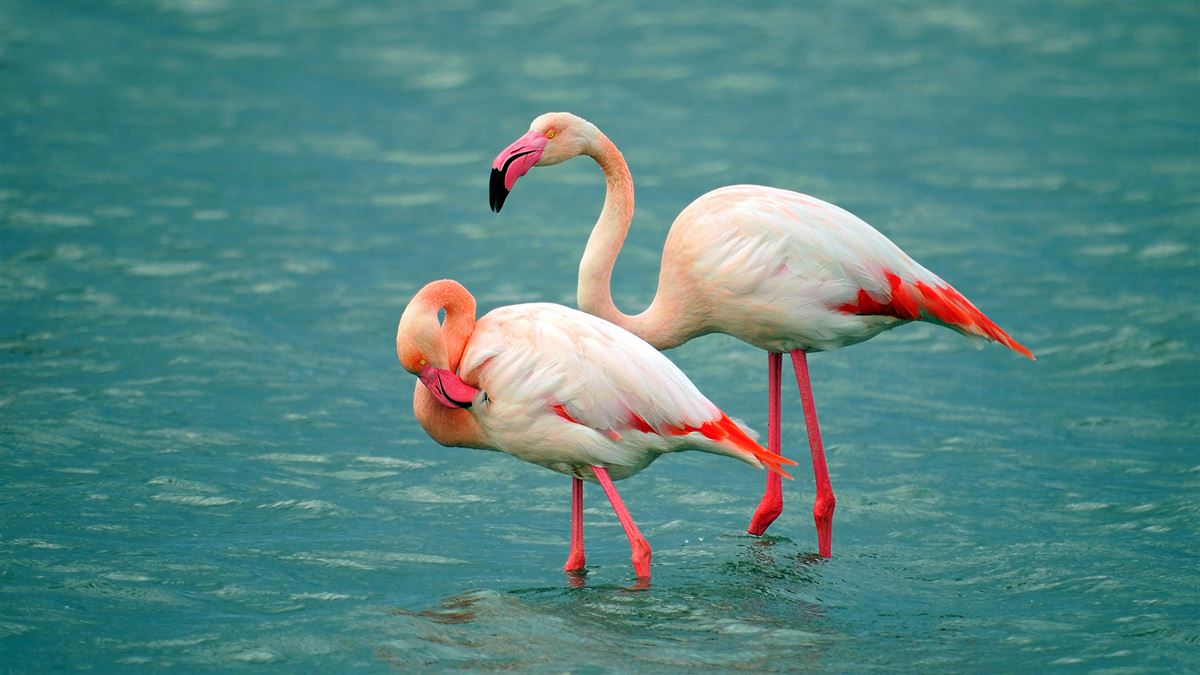 Greater Flamingo