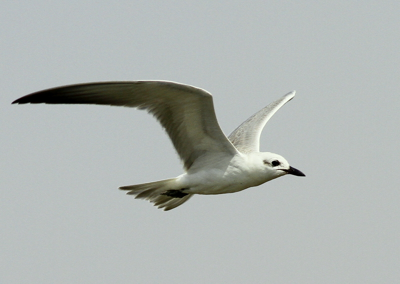 Gull-billed Tern