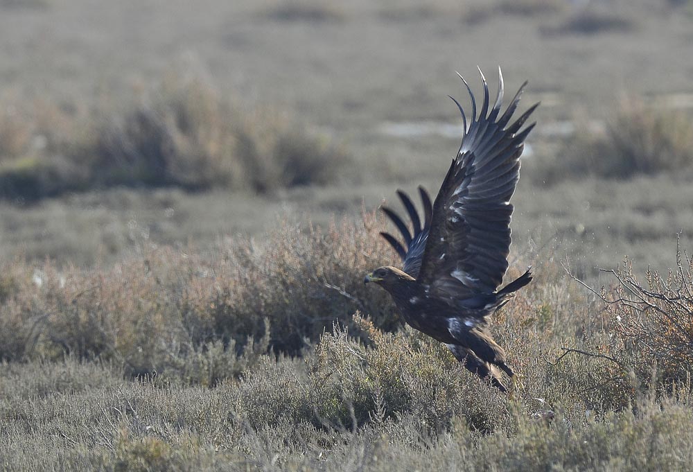 Greater Spotted Eagle