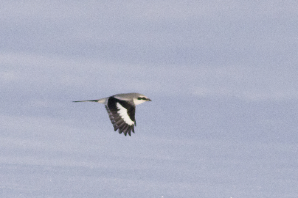 Great Grey Shrike