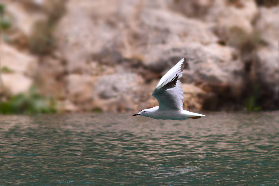 Slender-billed Gull