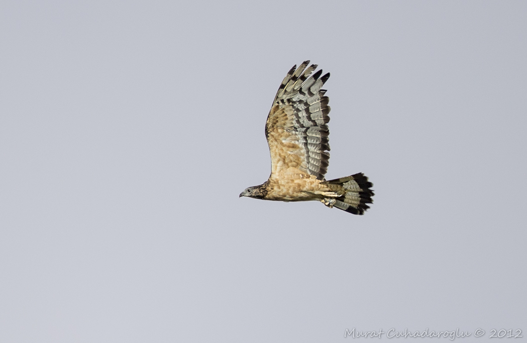 Crested Honey Buzzard
