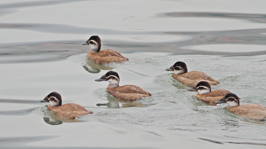 White-headed Duck