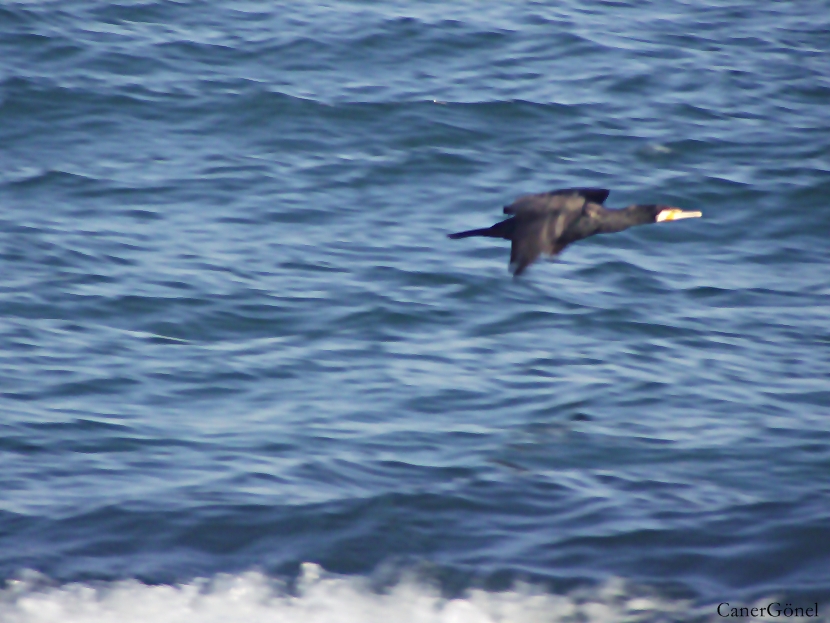 Great Cormorant