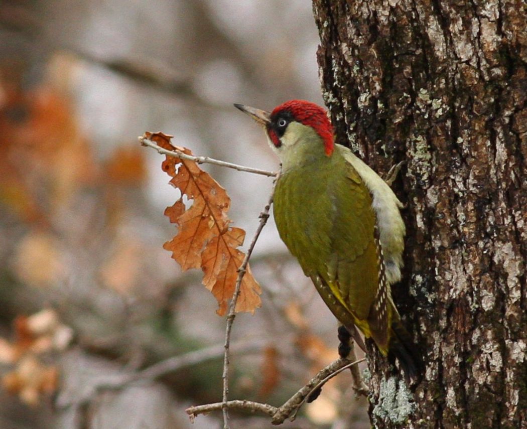 European Green Woodpecker