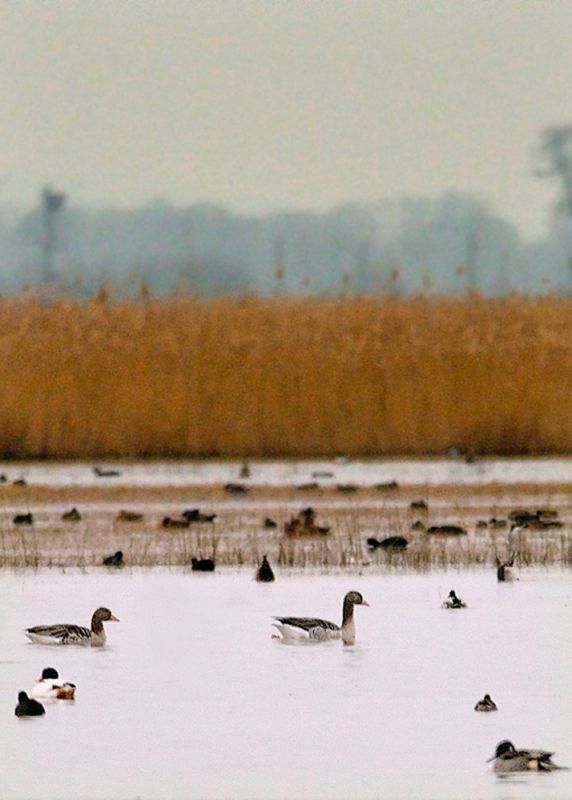 Greylag Goose