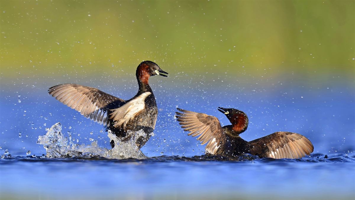 Little Grebe