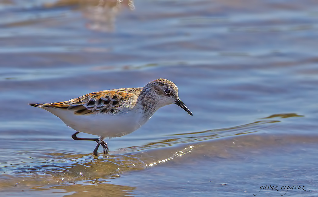 Little Stint