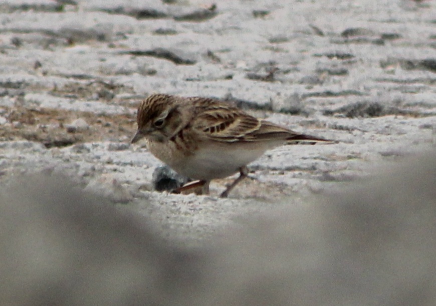 Eurasian Skylark