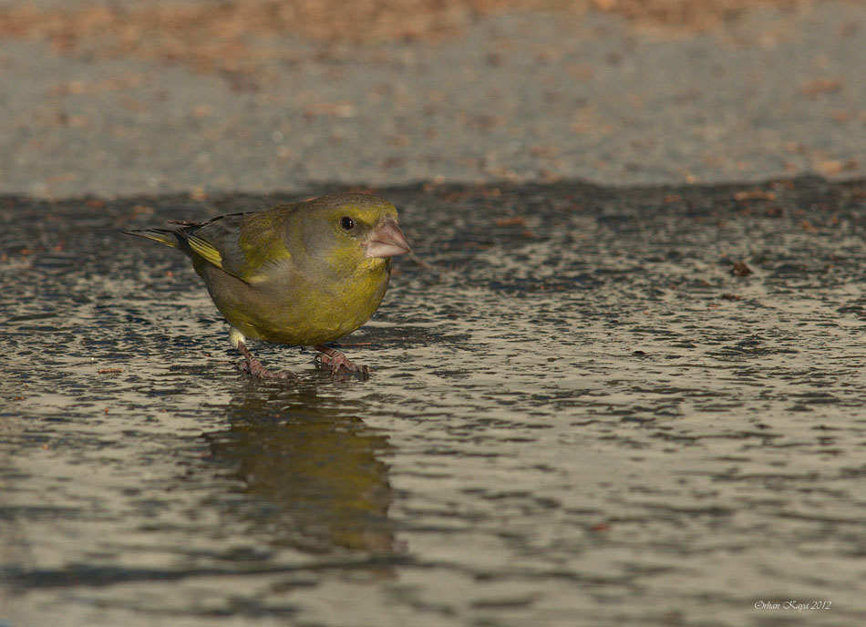 European Greenfinch