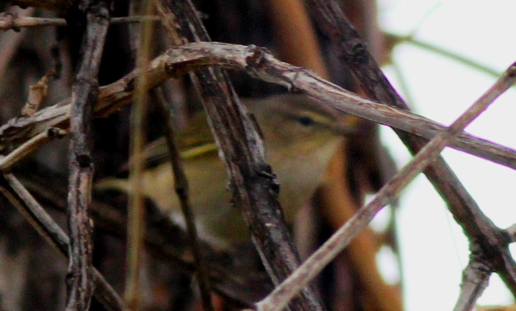 Common Chiffchaff