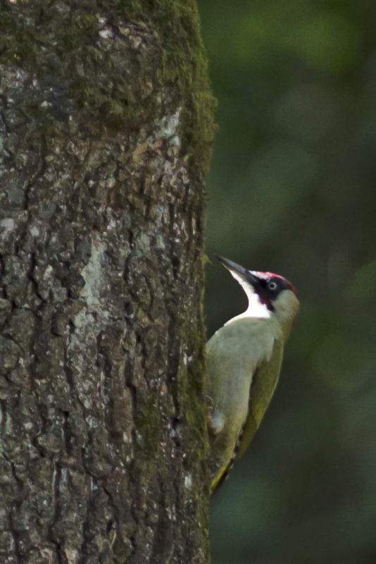 European Green Woodpecker