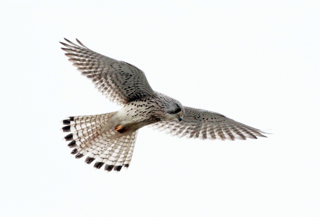 Common Kestrel