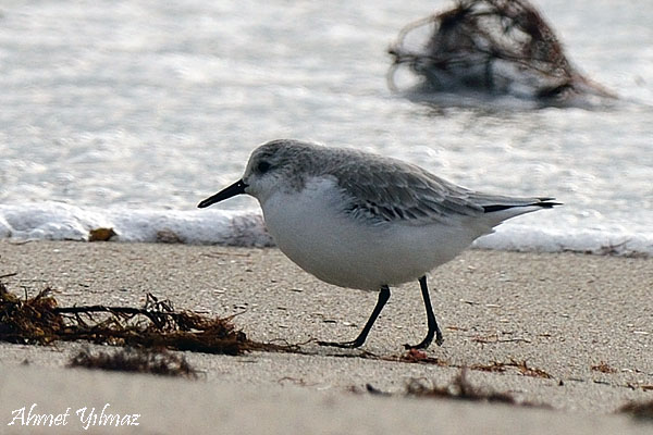 Sanderling