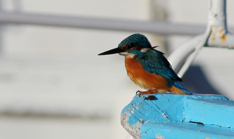 Common Kingfisher