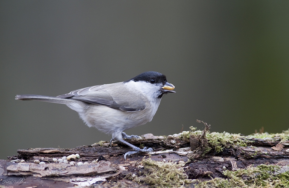 Marsh Tit