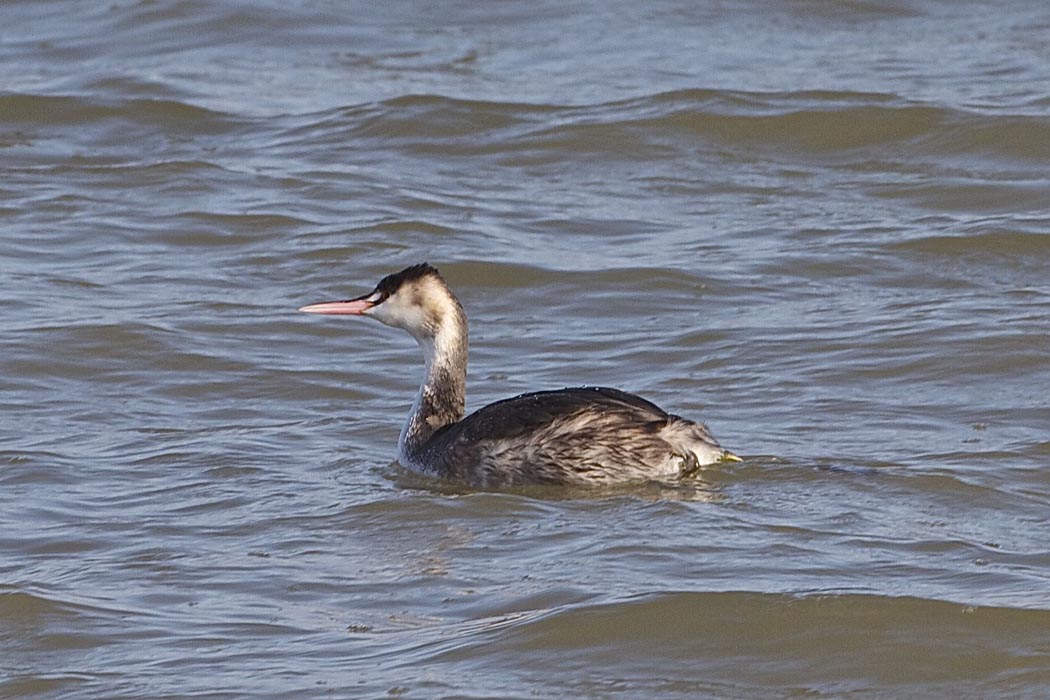 Great Crested Grebe