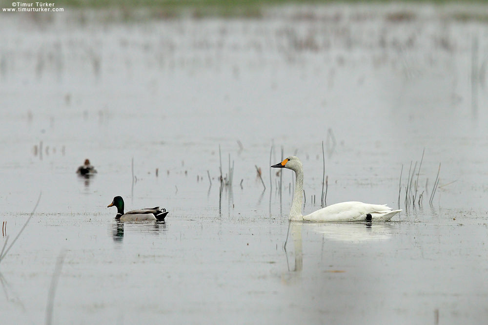 Tundra Swan