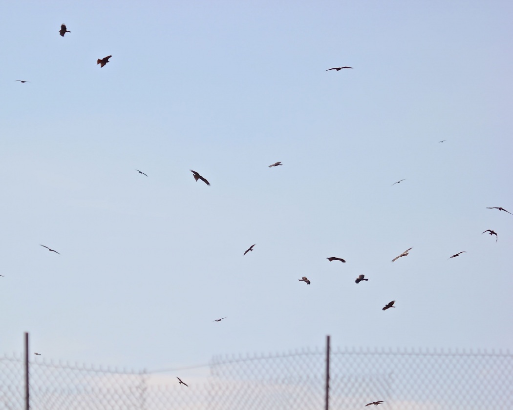 Black Kite