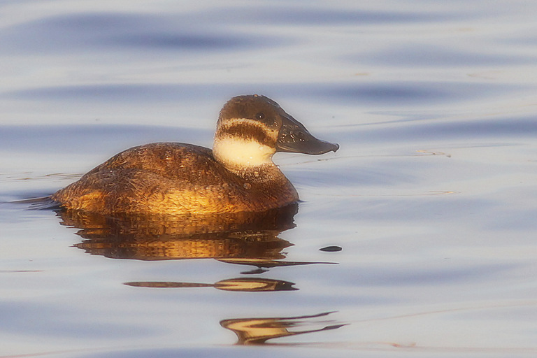 White-headed Duck
