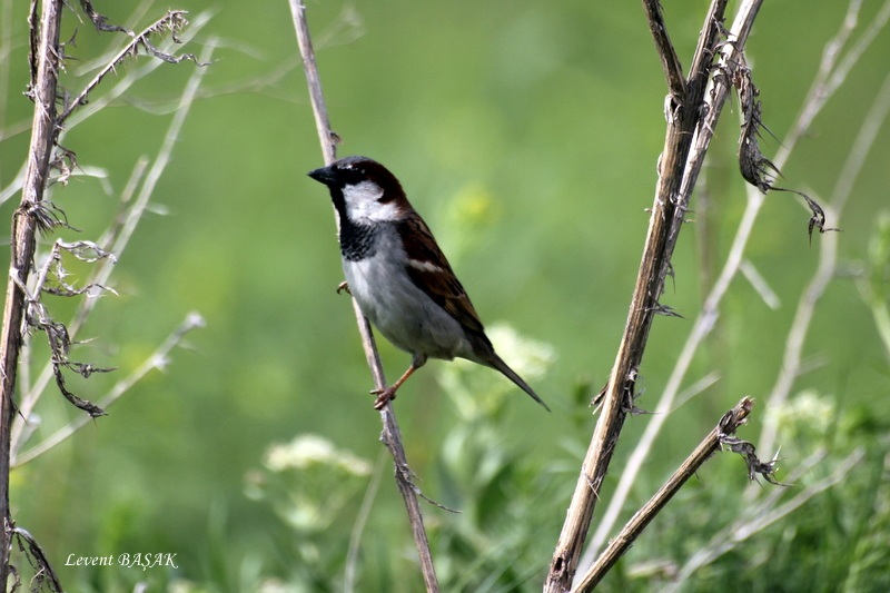 House Sparrow