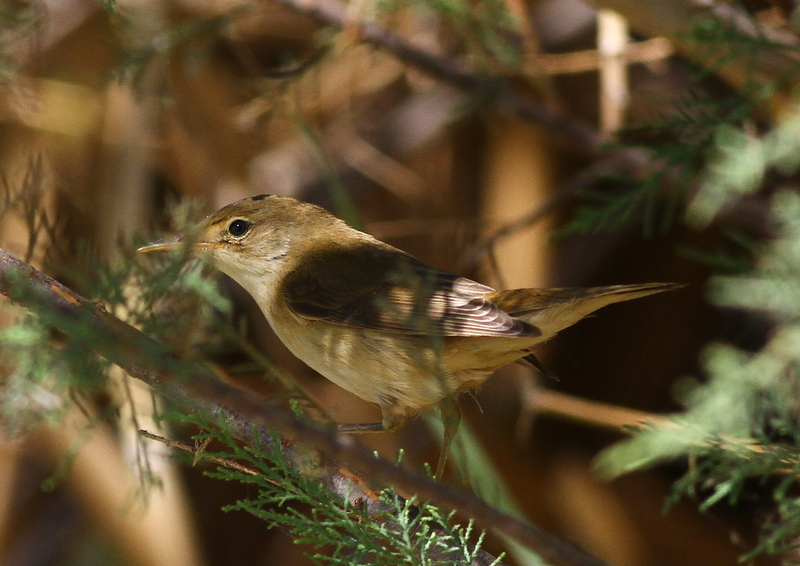 Common Reed Warbler