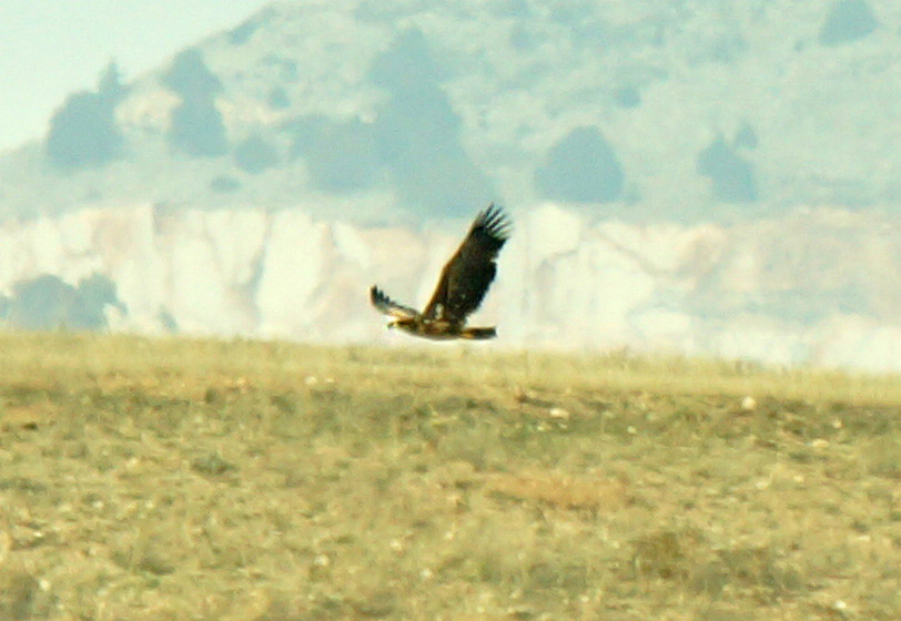 White-tailed Eagle