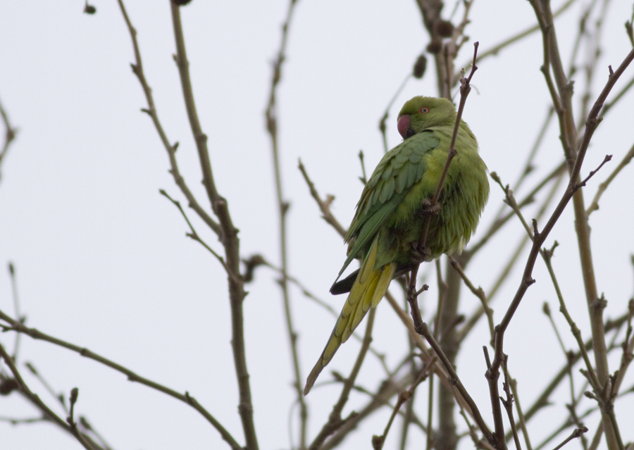 Rose-ringed Parakeet