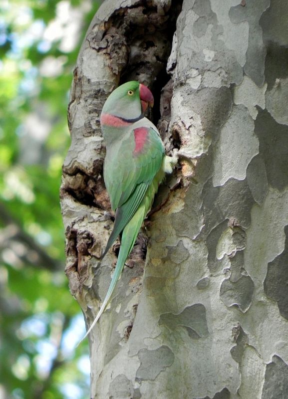 Alexandrine Parakeet