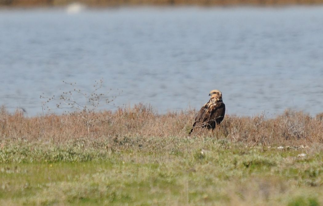 Western Marsh Harrier