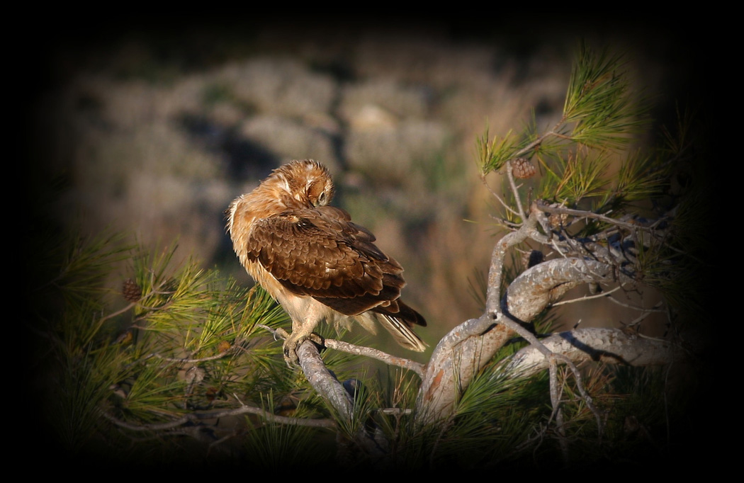 Bonelli`s Eagle