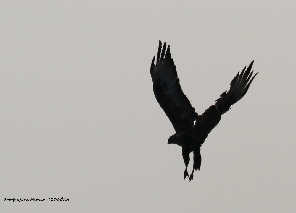 Long-legged Buzzard