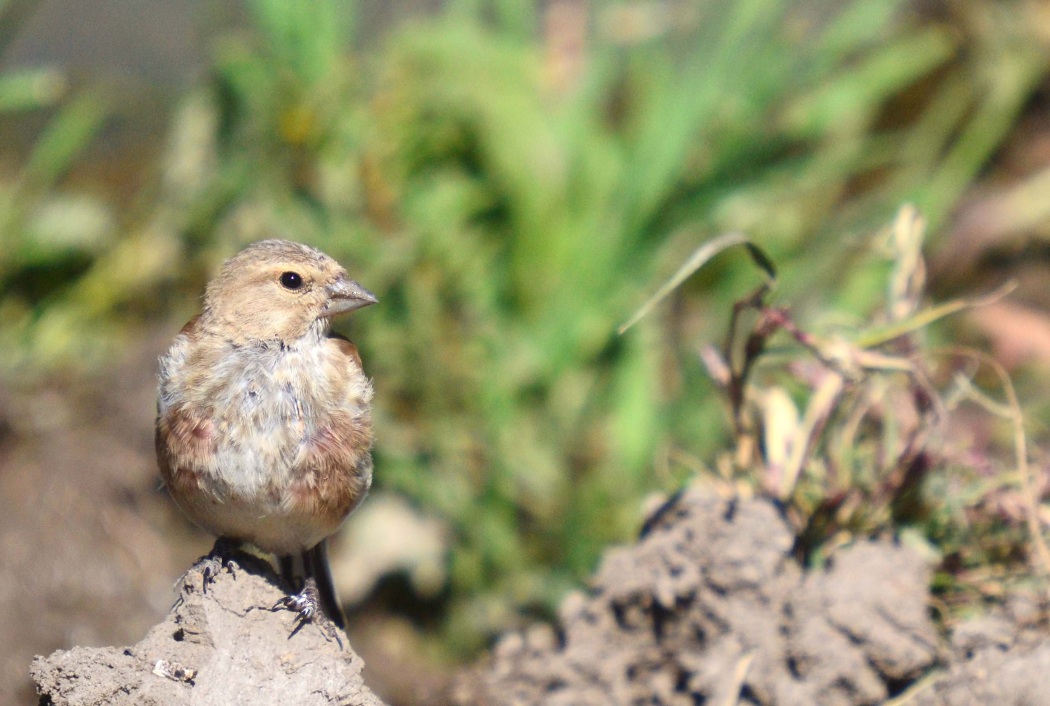 Common Linnet