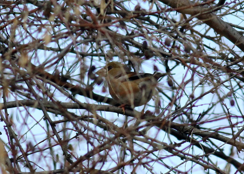 Hawfinch