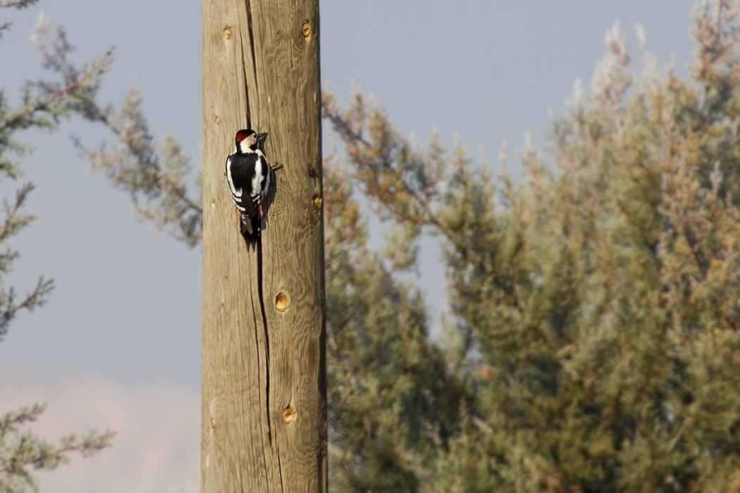 Syrian Woodpecker