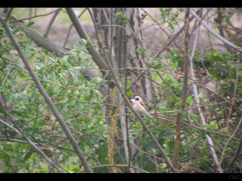 Eurasian Penduline Tit